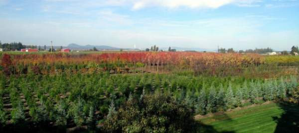 學習國外苗木行業(yè)經(jīng)驗，搶先了解國內(nèi)市場動態(tài)