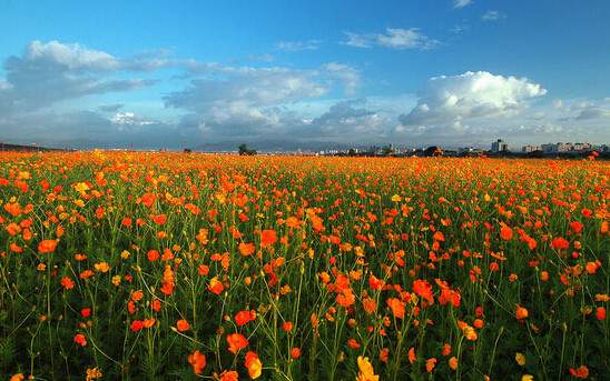 學習國外苗木行業(yè)經(jīng)驗，搶先了解國內(nèi)市場動態(tài)