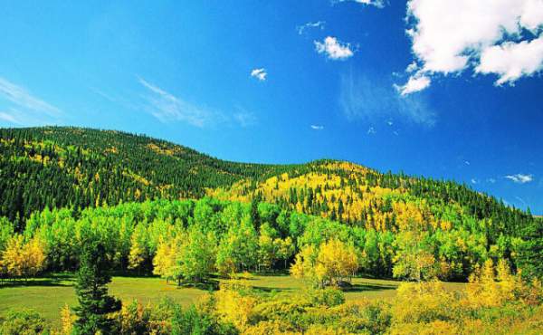 學習國外苗木行業(yè)經(jīng)驗，搶先了解國內(nèi)市場動態(tài)