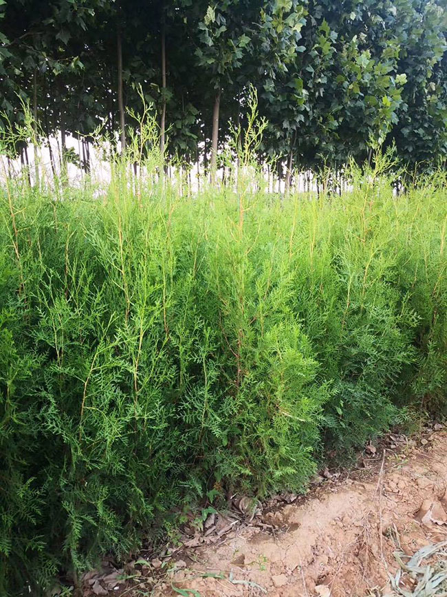 2020年綠化苗木發(fā)展行情如何？