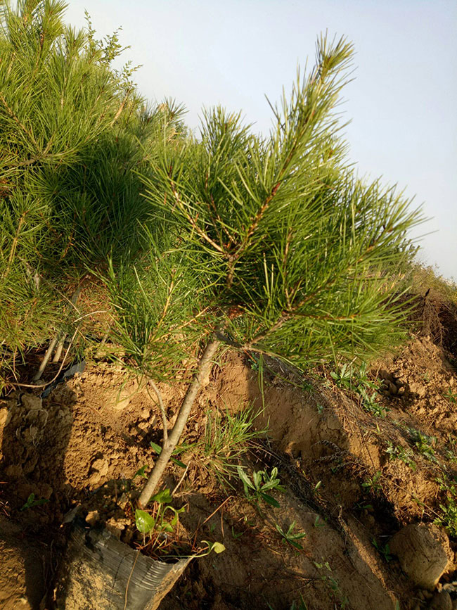 2020年綠化苗木發(fā)展行情如何？