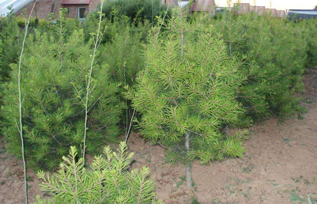 大規(guī)模國土綠化扮靚美麗中國 大規(guī)模國土綠化扮靚美麗中國