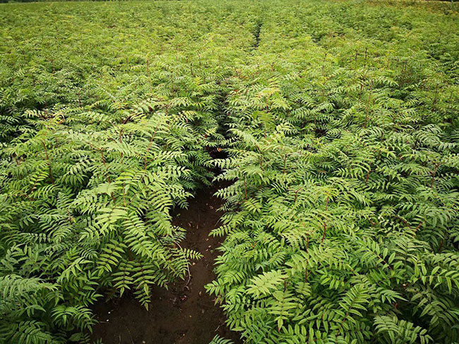大規(guī)模國土綠化扮靚美麗中國 大規(guī)模國土綠化扮靚美麗中國