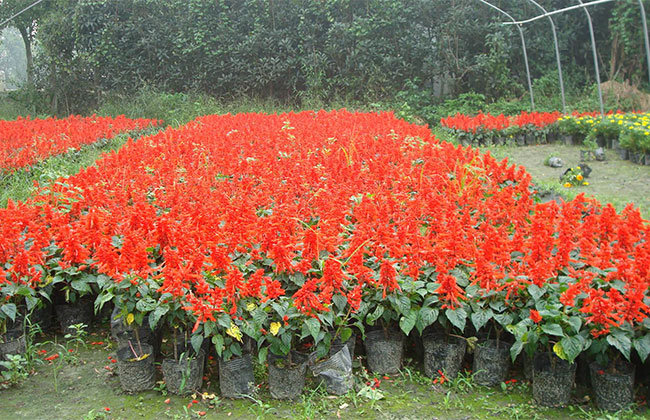 大規(guī)模國土綠化扮靚美麗中國 大規(guī)模國土綠化扮靚美麗中國